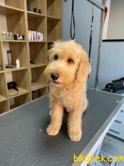 Labradoodle Yavrularımız 4