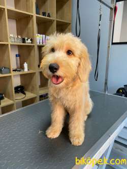 Labradoodle Yavrularımız 1
