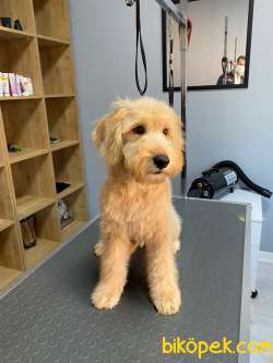 Labradoodle Yavrularımız 5
