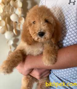 LABRADOODLE YAVRULARIMIZ TÜRKİYEDE TEK 1