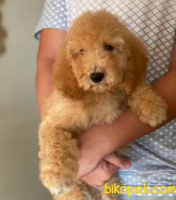 LABRADOODLE YAVRULARIMIZ TÜRKİYEDE TEK 2