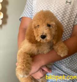 LABRADOODLE YAVRULARIMIZ TÜRKİYEDE TEK 3