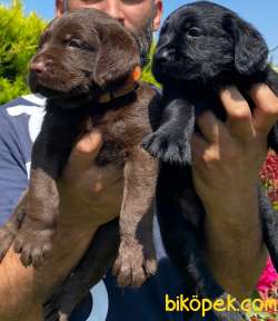 Labrador A Kalite Yavrular Üretim Çiftliği 1