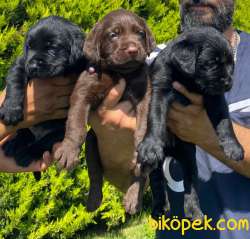 Labrador A Kalite Yavrular Üretim Çiftliği 4