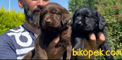 Labrador A Kalite Yavrular Üretim Çiftliği 2