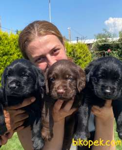Labrador A Kalite Yavrular Üretim Çiftliği 3
