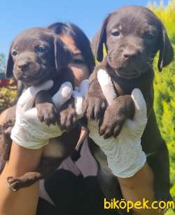 Labrador A Kalite Yavrular Üretim Çiftliği 1