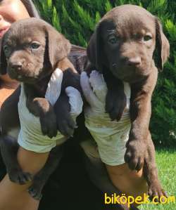 Labrador A Kalite Yavrular Üretim Çiftliği 2