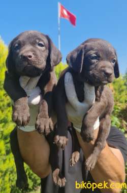 Labrador A Kalite Yavrular Üretim Çiftliği 4