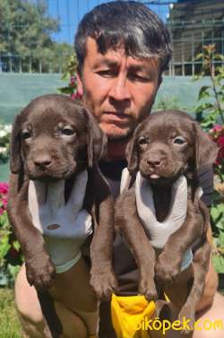 Labrador A Kalite Yavrular Üretim Çiftliği 3