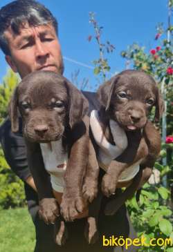 Labrador A Kalite Yavrular Üretim Çiftliği 5