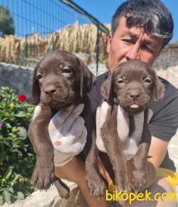 Labrador A Kalite Yavrular Üretim Çiftliği 2