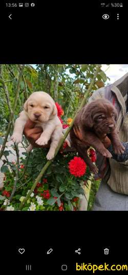 Labrador A Kalite Yavrular Üretim Çiftliği 5
