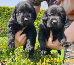 Labrador Bizim Işimiz Muhteşem Yavrular Aile Dostu 4