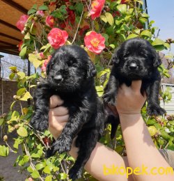Labrador Bizim Işimiz Muhteşem Yavrular Aile Dostu 5