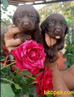 Labrador Bizim Işimiz Muhteşem Yavrular Aile Dostu 2