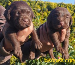 Labrador Bizim Işimiz Muhteşem Yavrular Aile Dostu 3