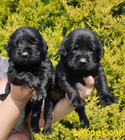 Labrador Bizim Işimiz Muhteşem Yavrular Aile Dostu 1