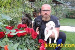 Labrador Çikolata Siyah Şampanya Yavrular 2