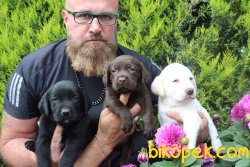Labrador Çikolata Siyah Şampanya Yavrular 3