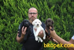 Labrador Çikolata Siyah Şampanya Yavrular 1