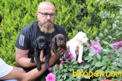 Labrador Çikolata Siyah Şampanya Yavrular 4