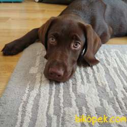 Labrador Dişi 4 Aylık Kahve Rengi 3