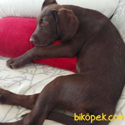 Labrador Dişi 4 Aylık Kahve Rengi 4