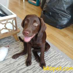 Labrador Dişi 4 Aylık Kahve Rengi 1
