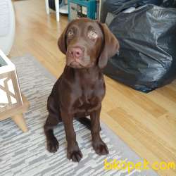 Labrador Dişi 4 Aylık Kahve Rengi 2