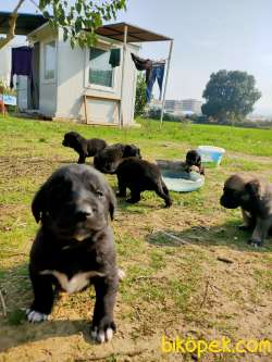 Labrador Redriever 4