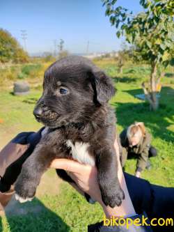 Labrador Redriever 1