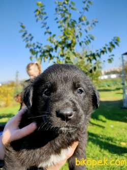 Labrador Redriever 3