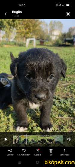 Labrador Redriever 2