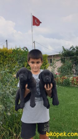 Labrador Redriever Çikolata Şampanya Siyah Yavrularım 2