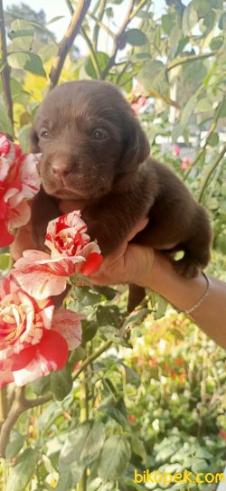 Labrador Redriever Çikolata Şampanya Siyah Yavrularım 3