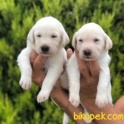 Labrador Redriever Çikolata Şampanya Siyah Yavrularım 1