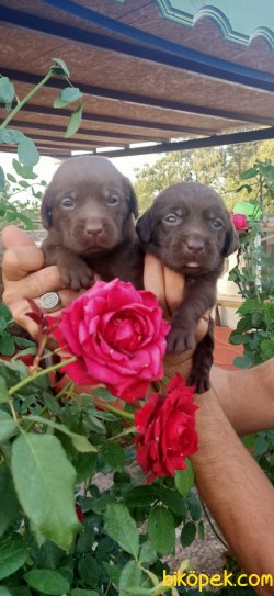 Labrador Redriever Çikolata Şampanya Siyah Yavrularım 4