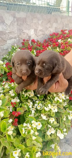 Labrador Redriever Çikolata Şampanya Siyah Yavrularım 5