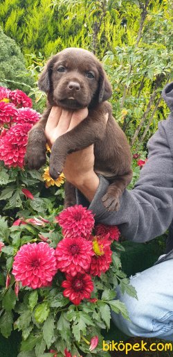 Labrador Redriever Minik Yavrular 4