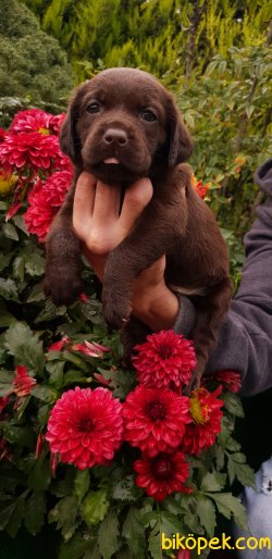 Labrador Redriever Minik Yavrular 3