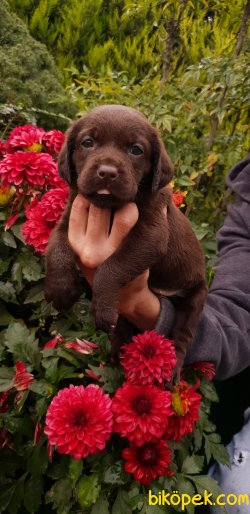 Labrador Redriever Minik Yavrular 2
