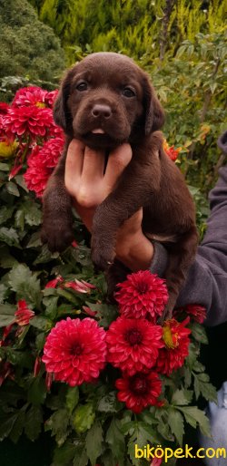 Labrador Redriever Minik Yavrular 1