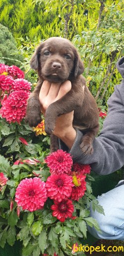 Labrador Redriever Minik Yavrular 5