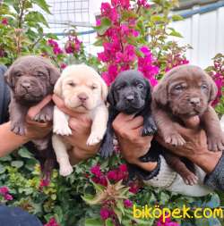 Labrador Redriever Muhteşem Anne Babadan Efsane Yavrular 1