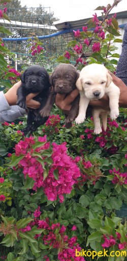 Labrador Redriever Orjinal Renklerde Yavrular 5