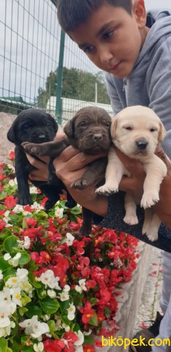 Labrador Redriever Orjinal Renklerde Yavrular 2