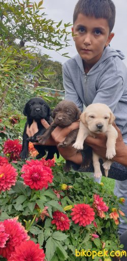 Labrador Redriever Orjinal Renklerde Yavrular 1