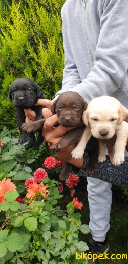 Labrador Redriever Orjinal Renklerde Yavrular 3