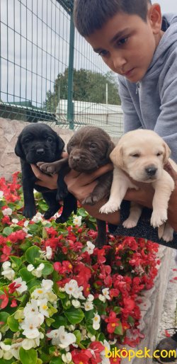 Labrador Redriever Orjinal Renklerde Yavrular 4